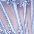 PERIWINKLE
